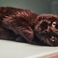 KEVIN, chat à adopter