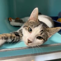 ROMEO, chat à adopter
