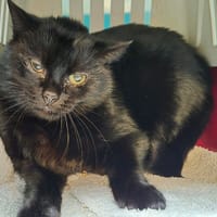 LASTICO, chatte à adopter