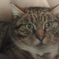 OZZY, chat à adopter
