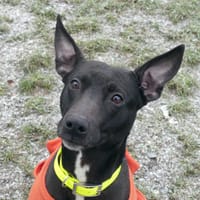 GANG, chien à adopter