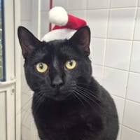 grant, chat à adopter