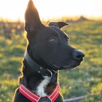 PACHA, chien à adopter