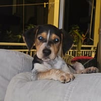 Asko, l'adorable bébé, chien à adopter