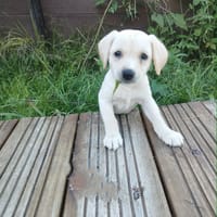 Jade, le rayon de soleil, chienne à adopter