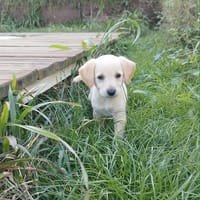 Eva un petit amour de créole, chienne à adopter