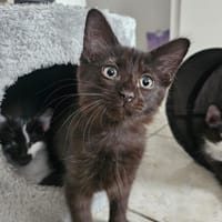 hopper, chat à adopter