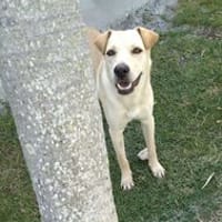 le tendre BUDY, chien à adopter