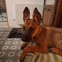 Tanina, belle croisée malinoise, chienne à adopter