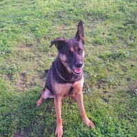 BEAUTY, chienne à adopter