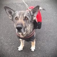 NORA, chienne à adopter