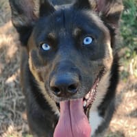 VEIKO, chien à adopter