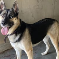 SHAIKA, chienne à adopter