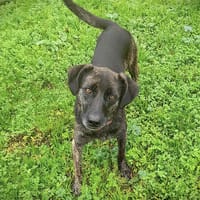 DORA, chien à adopter