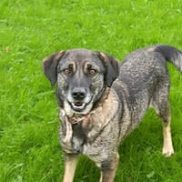 DIXI, chien à adopter