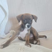 VEKNA, chiot femelle croisée Chihuahua & Pinsher, chienne à adopter