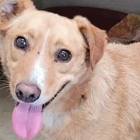 CANNELLE, chienne à adopter