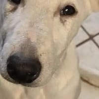 ALLO, chien à adopter