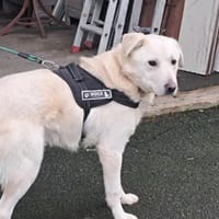 FLOCON, chien à adopter