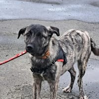 JULIE, chienne à adopter