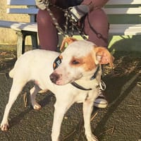 MILO, chien à adopter