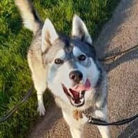 ARES, chien à adopter