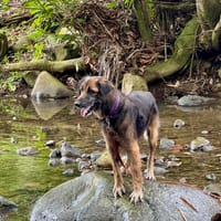 Bobby, créole tout en douceur, chien à adopter