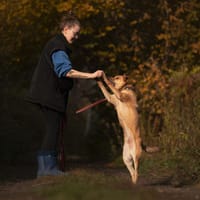 Texas, pies do adopcji