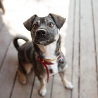 Zefir, pies do adopcji