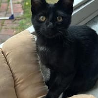 Klein♥Luno♥wartet schon in 22143 Hamburg, Kater zur Adoption