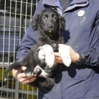 Fluffy, Hund zur Adoption