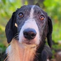 Genießerschnute ♥Mona♥ in 01640 Coswig, Hündin zur Adoption