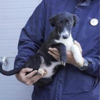 Sue, Hündin zur Adoption