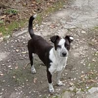 Die süße Orea sucht ihr Zuhause für imme, Hündin zur Adoption