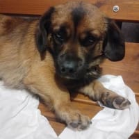 Traumhund Oscar, Hund zur Adoption