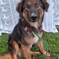 Hermine 💙 sucht ihr Zuhause!, Hündin zur Adoption