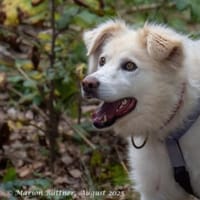 Puiu ist ein toller, super lieber Rüde, Hund zur Adoption