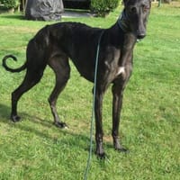 Zarte Galga sucht liebevolles Zuhause, Hündin zur Adoption