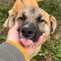 Little Ben -wartet in PLZ 16835 auf DICH, Hund zur Adoption