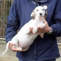 White Girly, Hündin zur Adoption