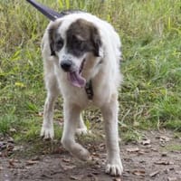 Dennis ist ein bezaubernder Rüde, Hund zur Adoption