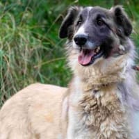 Ruby, Hündin zur Adoption