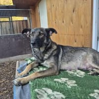 Mira, Hündin zur Adoption