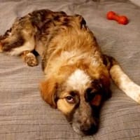 Schenkst du Audrey dein Herz?, Hündin zur Adoption