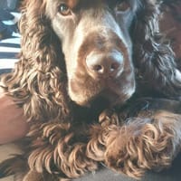 Hübscher Cocker Sammy sucht eine Familie, Hund zur Adoption