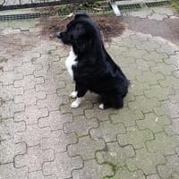 Cookie, Hund zur Adoption