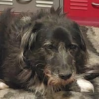 Napoleon  - PLZ 68642, Hund zur Adoption