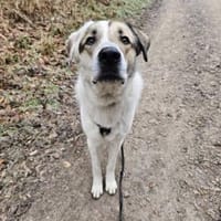 Maximus sucht erfahrene Menschen, Hund zur Adoption