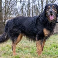 Arko, Hund zur Adoption