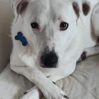 Labi-Boxer-Rüde ♥SNOW♥ sanft und lieb, Hund zur Adoption